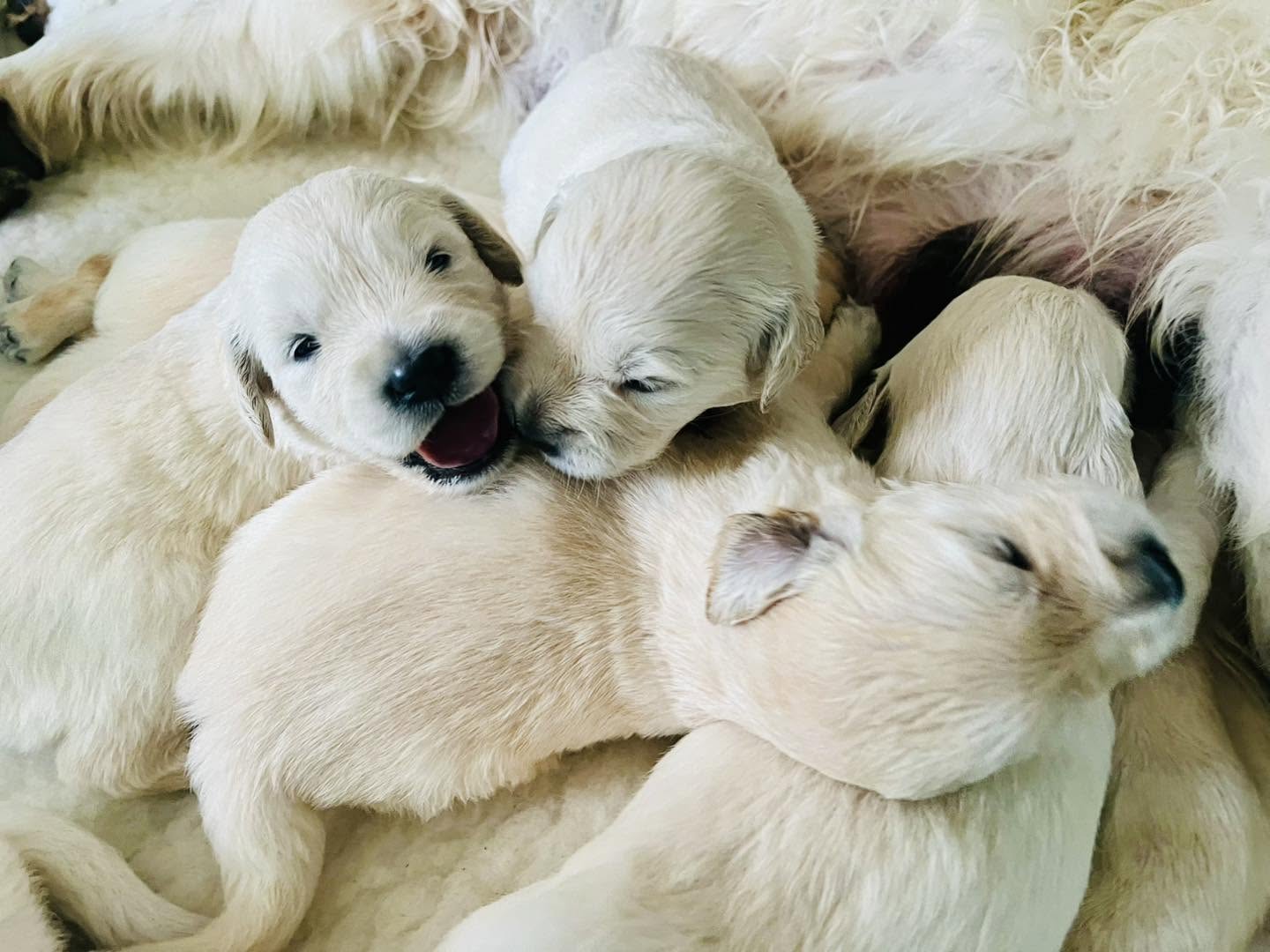 Strathlon puppies