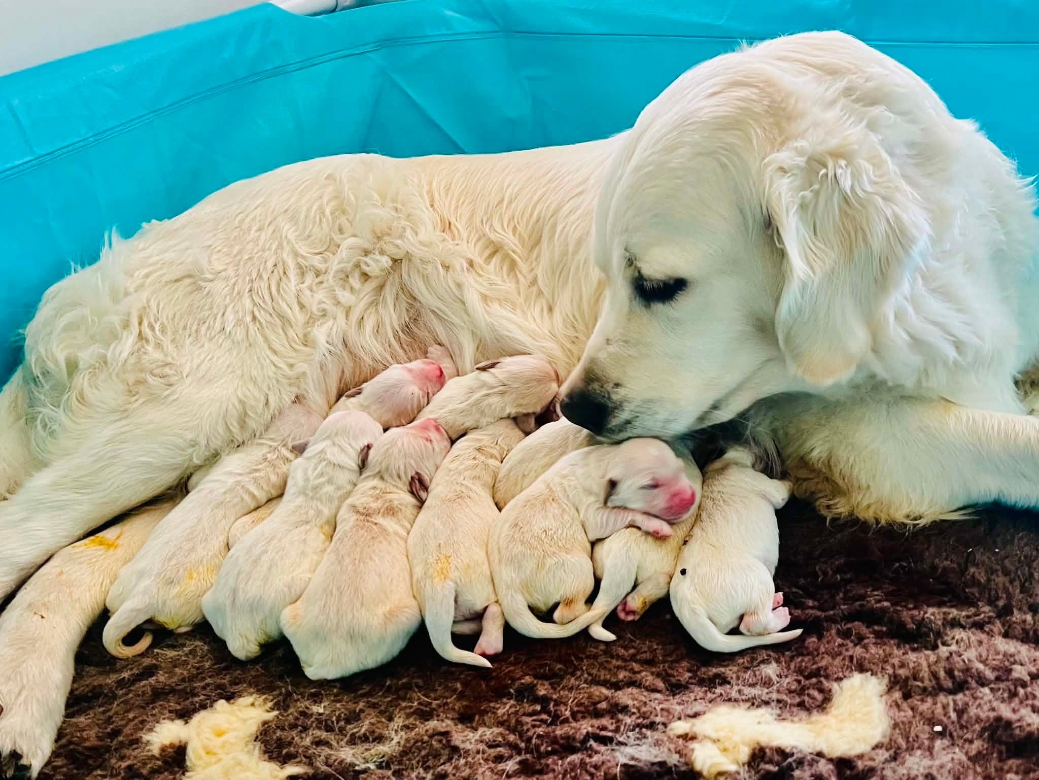 Dam with a newborn Strathlon litter