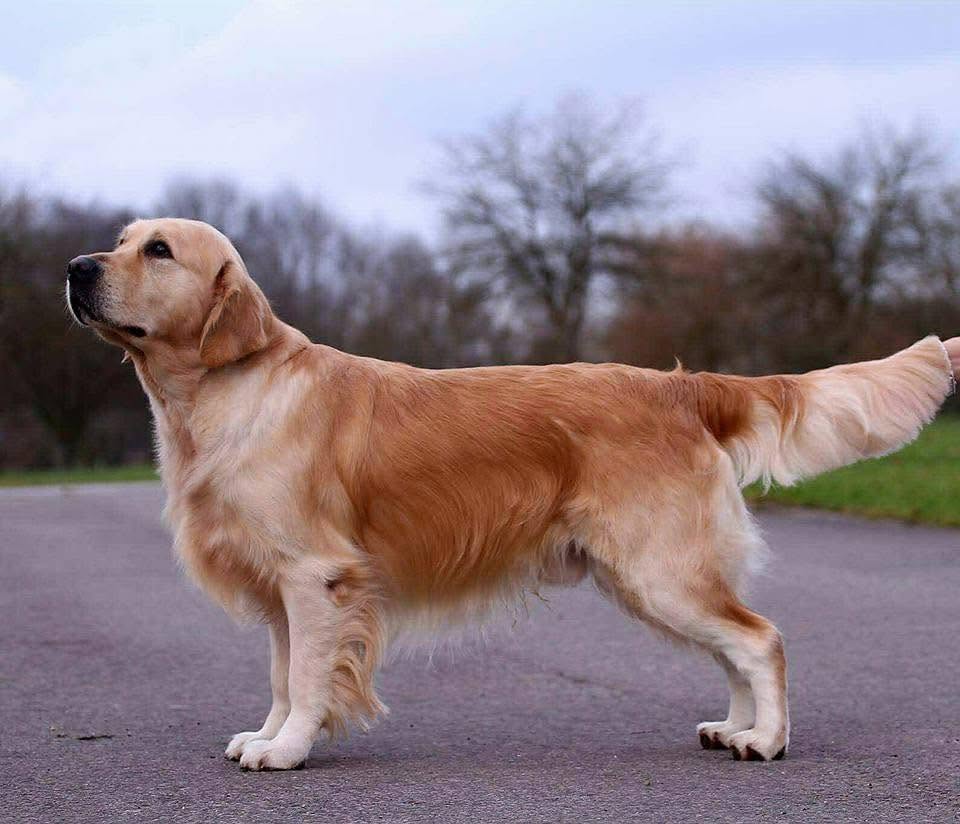 Portrait of an adult Golden Retriever